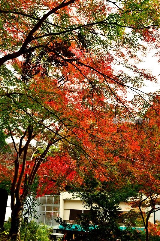 东京八王子市高雄山的秋叶