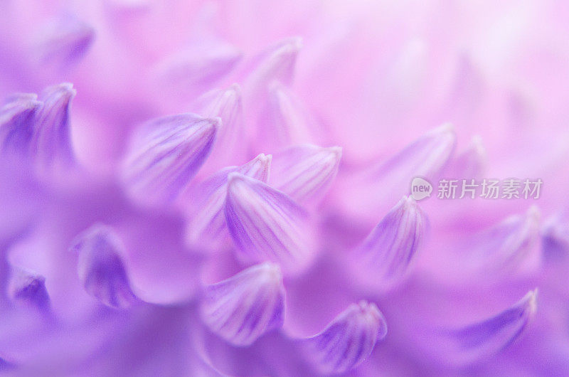 珍珠粉色丁香，紫外光吻菊花花瓣，暗紫色花卉图案