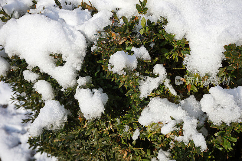 雪落在灌木丛的叶子上