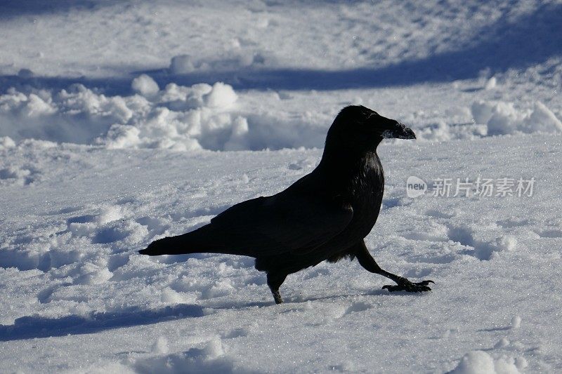 雪中渡鸦