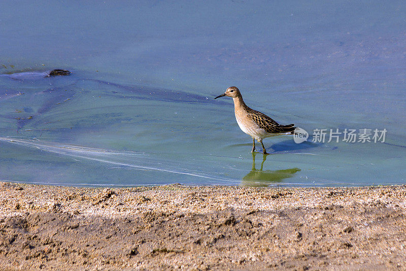 沼泽风笛手