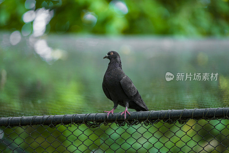 鸽子。公园里金属栅栏上的鸽子