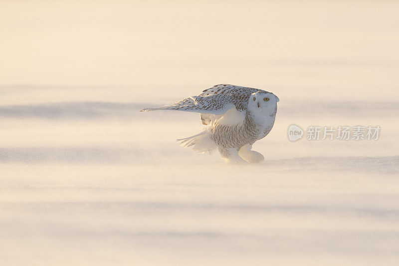 雪鸮，雪鸮，暴风雪中的鸟