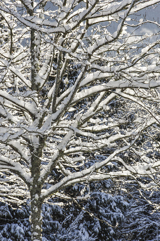 白雪覆盖的白杨树枝
