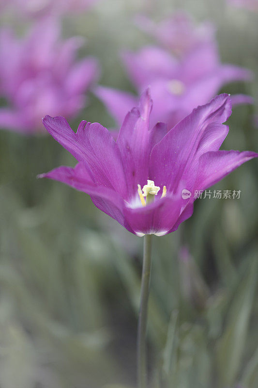 明亮的紫色郁金香在饱和度降低的背景下的垂直图像