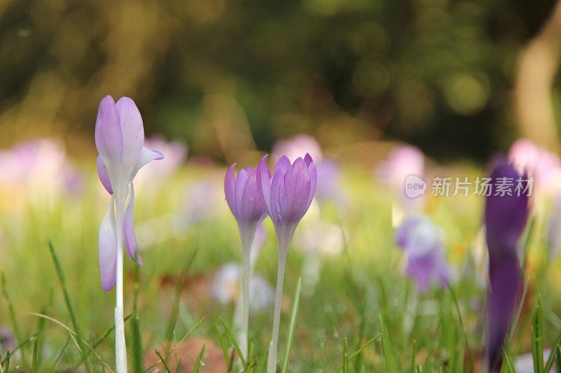 春花番红花在草滩上