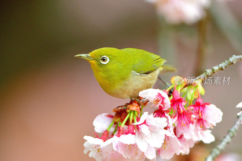 日本白眼睛享受吮吸樱花花蜜