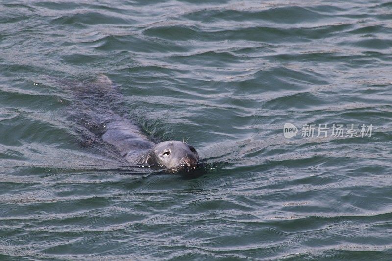 港海豹游泳