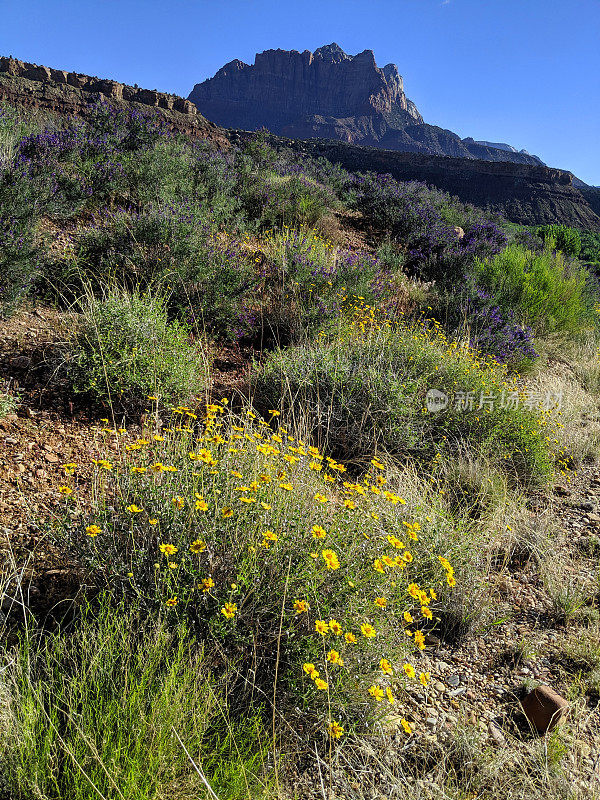 在犹他州锡安国家公园的洛克维尔山和山Kinesava山下的野花