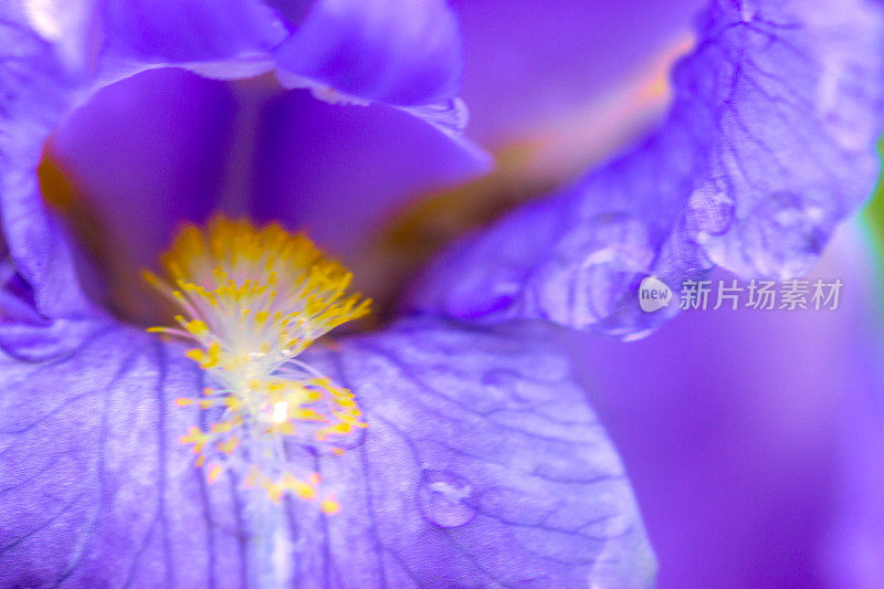 旗瓣鸢尾与雨滴