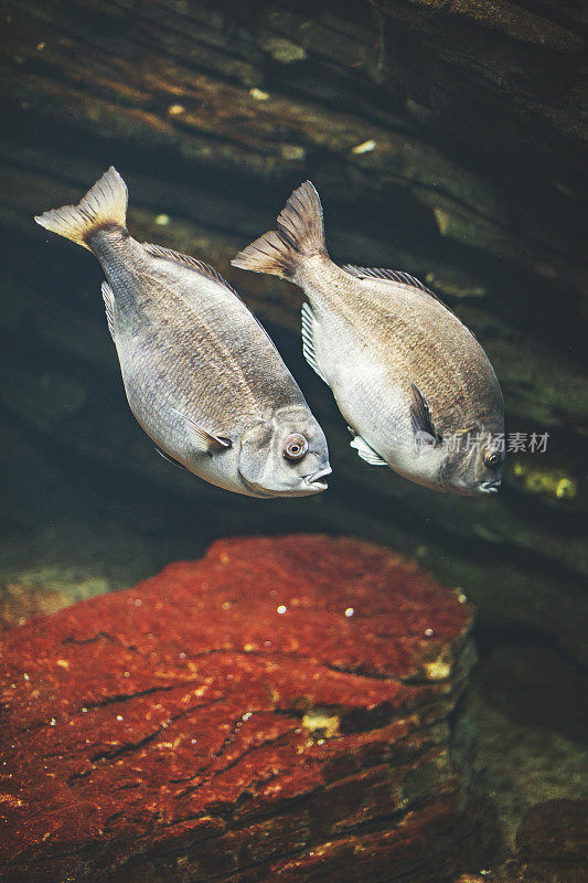 里斯本水族馆里的鱼