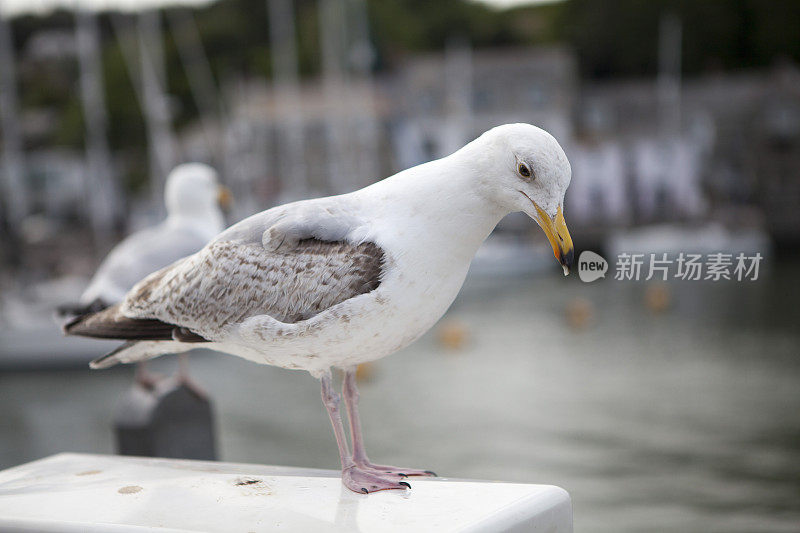 海鸥在港口