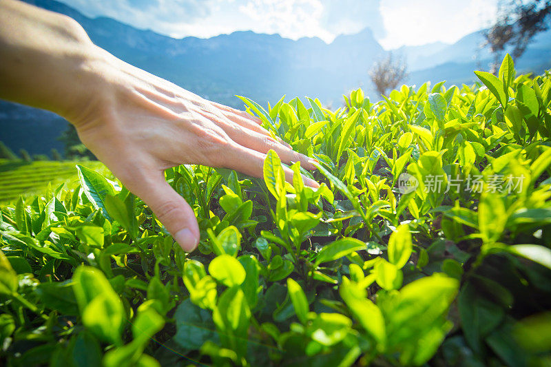 男人的手摸着茶叶