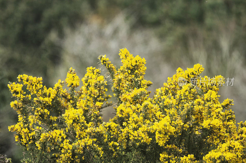 篱笆顶上的黄金雀花