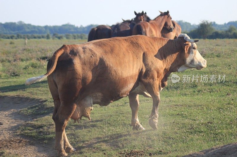 野生驴在自然保护区