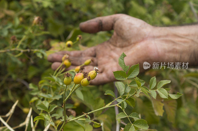 玫瑰果植物背景