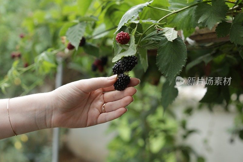 女人用手收割黑莓果实