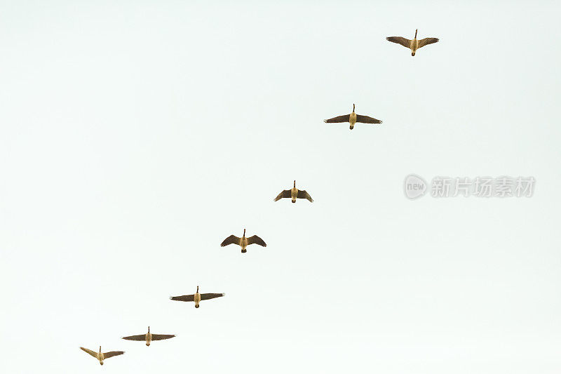 天空中飞过的加拿大鹅