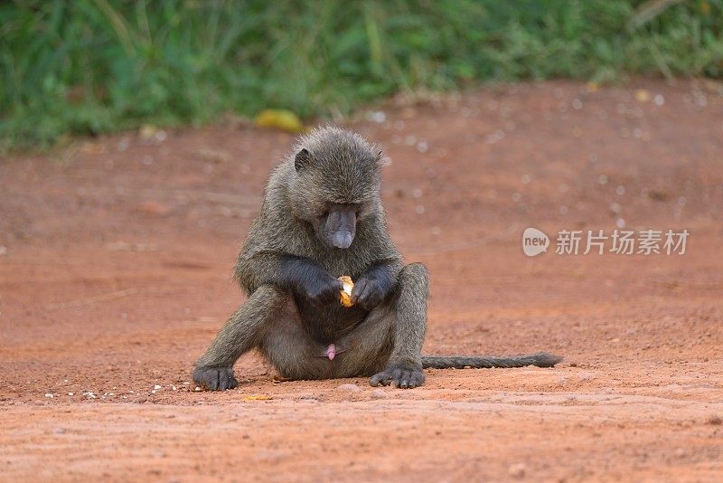 坐在二路的橄榄狒狒