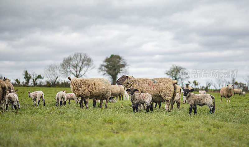 爱尔兰戈尔韦的田野里，一群羊和羊羔。