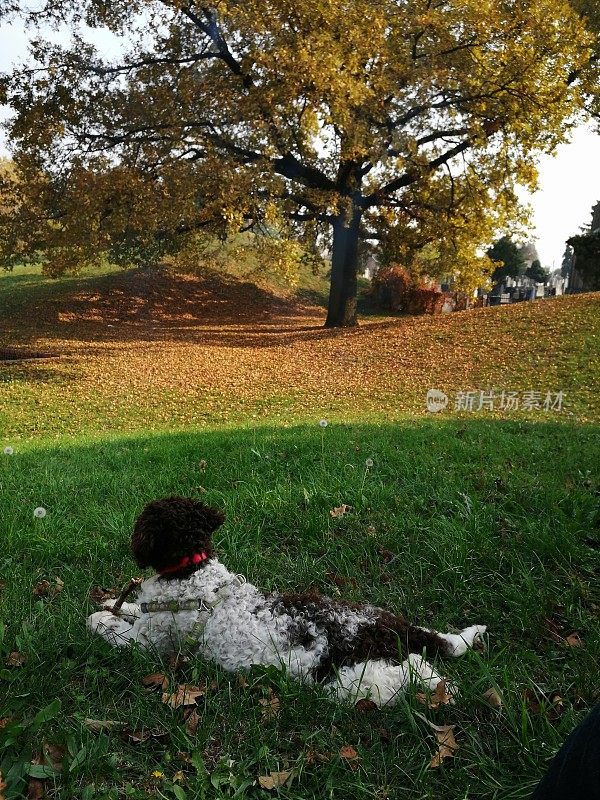 小狗清晨在公园散步