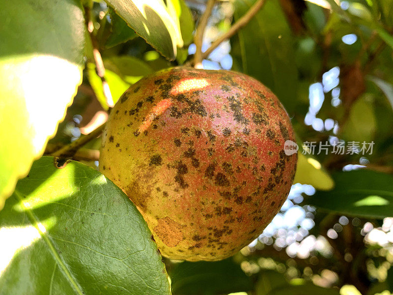 日本茶花的果实