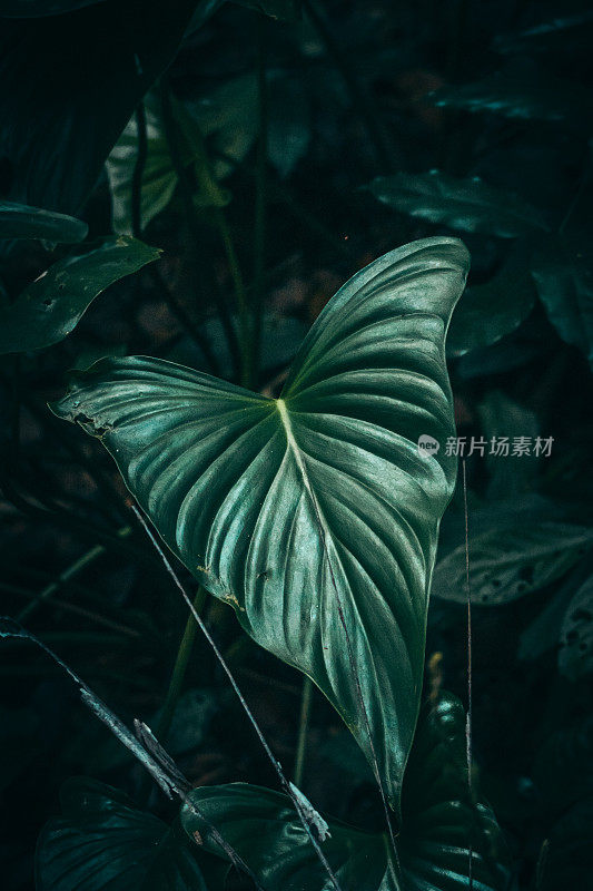 热带植物纹理。热带雨林植物