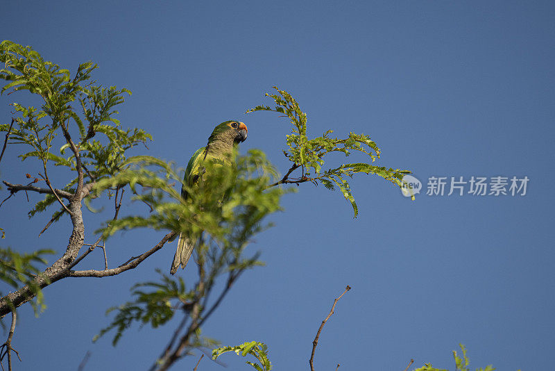 Peach-fronted长尾小鹦鹉