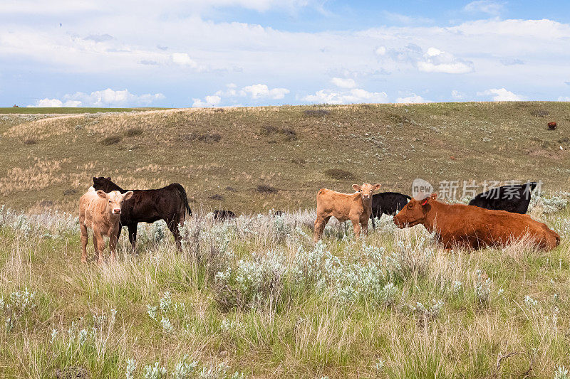 在蒙大拿牧场上，红安格斯母牛和母牛妈妈照看着几头小牛