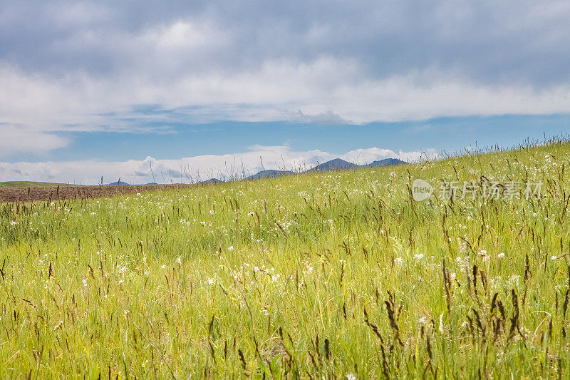 蒙大拿风景优美的自然背景――草地和天空