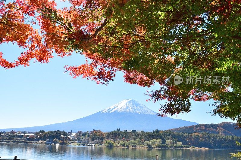 日本富士五湖地区的富士山和秋叶色