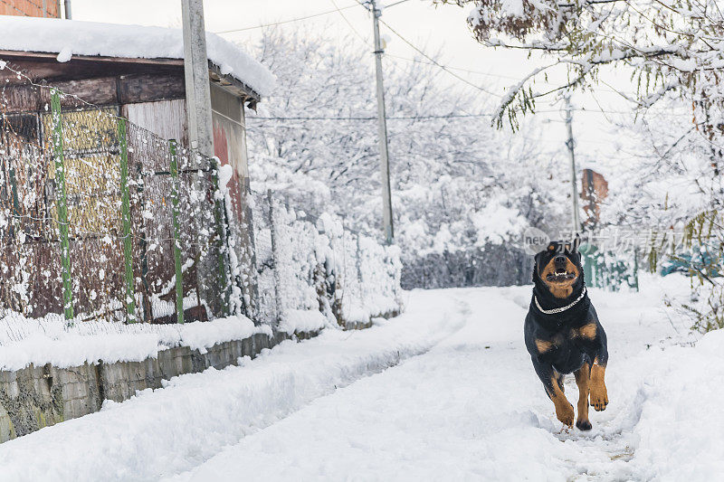 村子里的狗在雪地里玩耍