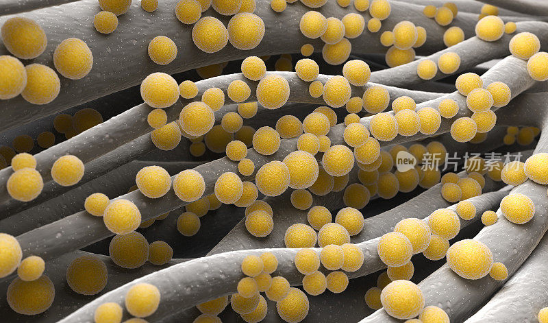 金黄色葡萄球菌耐甲氧西林金黄色葡萄球菌