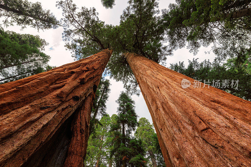 红杉国家公园的一棵巨树特写
