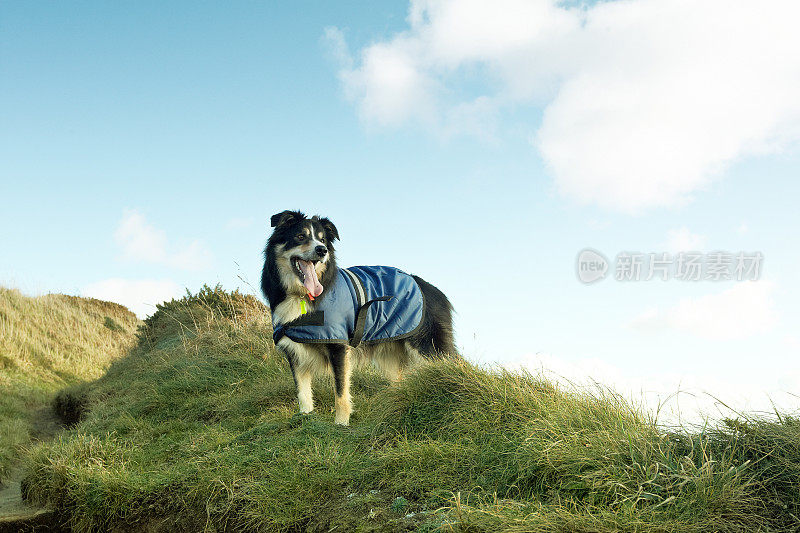 在长满草的岬角上的边境牧羊犬