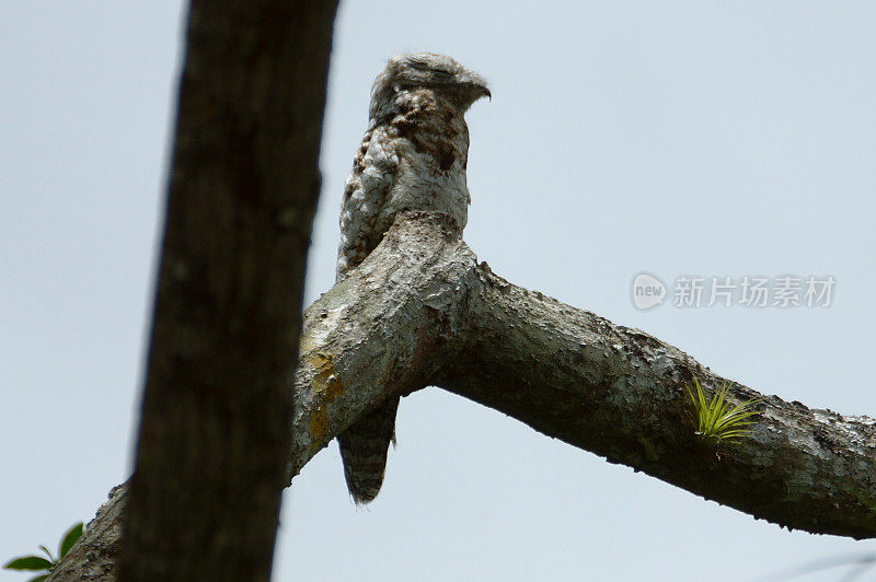 常见potoo