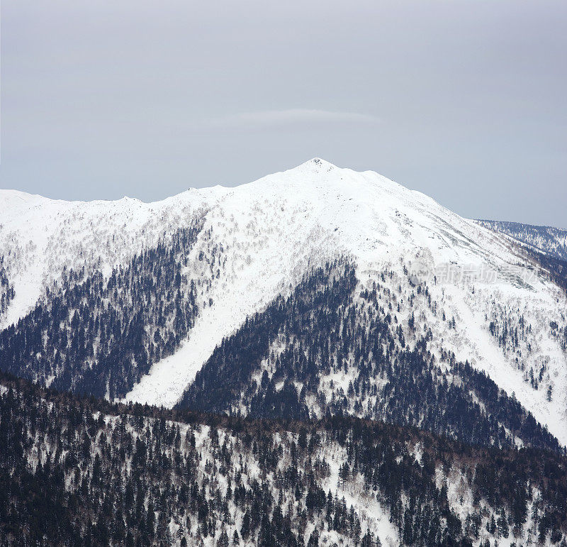 坡山树