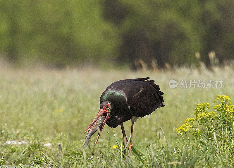 黑鹳