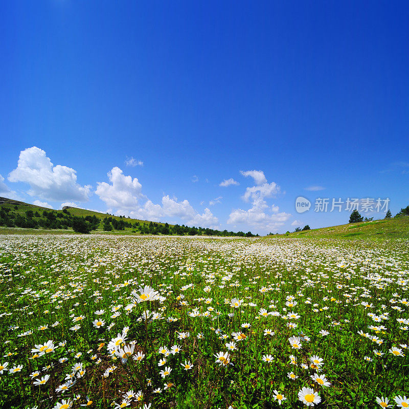 夏天的风景