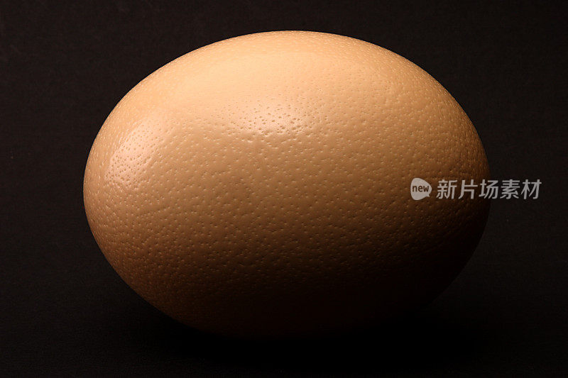 一种现存最大鸟类的蛋
