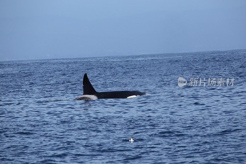 虎鲸在蒙特利湾游泳