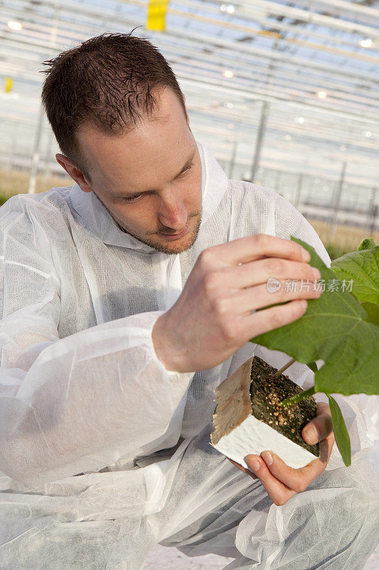 温室里的研究和基因工程。