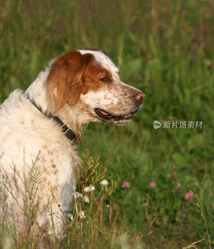 黄昏时分，英国塞特犬在草地上休息