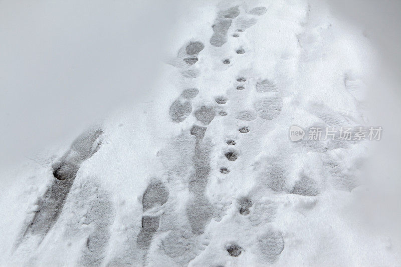 在积雪覆盖的布鲁克林人行道上，有人和狗的脚印