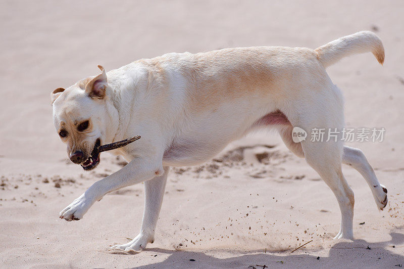 拉布拉多寻回犬