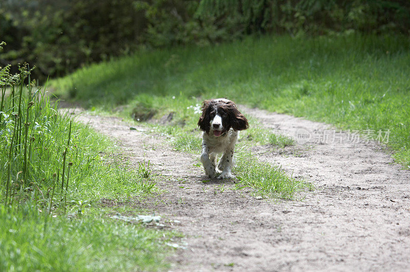 弯弯曲曲的林间小路上的西班牙猎犬