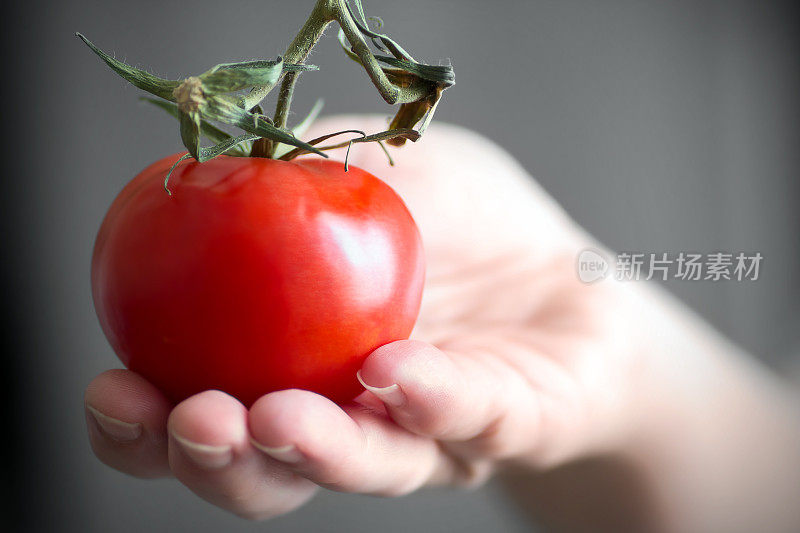 女人们手捧着一个鲜红的带茎番茄