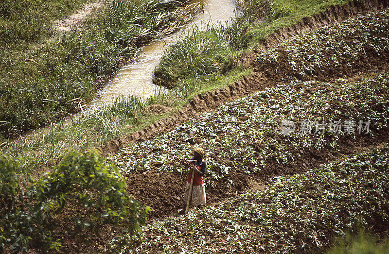 非洲卢旺达中部高地湿地的锄农