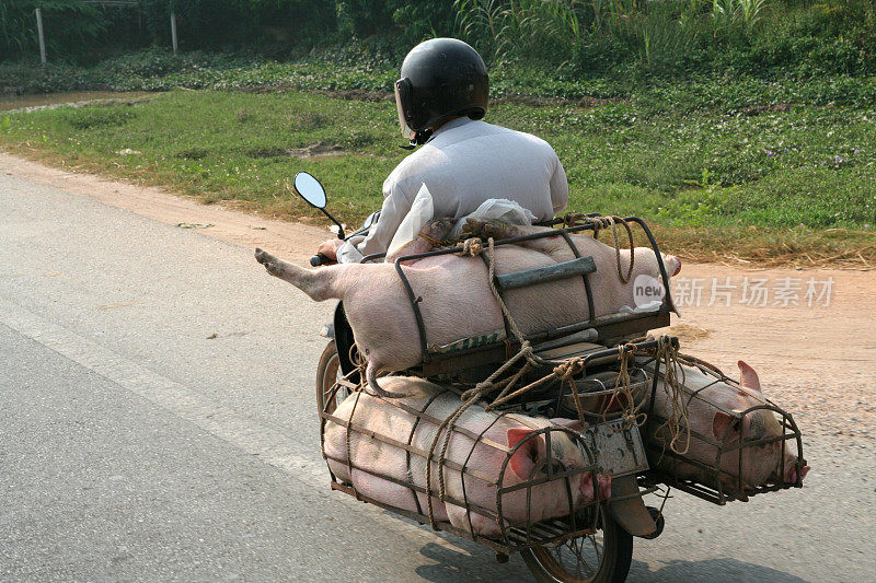 运送猪到市场的摩托车