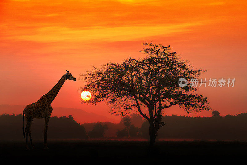 日出时分的非洲长颈鹿